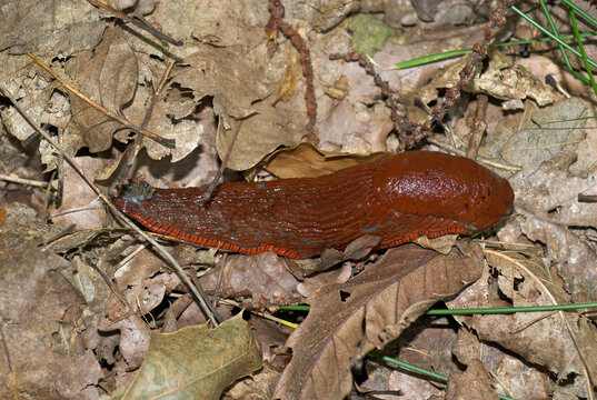 Limace rouge; arion rufus