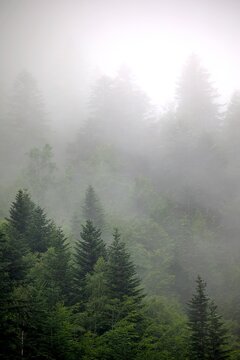 Forêt arbre brume brouillard nuage nature montagne © mathisprod
