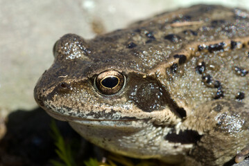 Grenouille rousse; rana temporamia