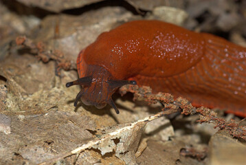 Limace rouge; arion rufus