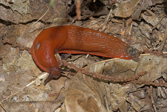 Limace rouge; arion rufus