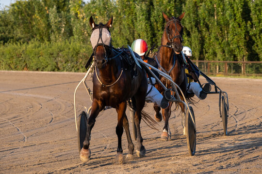 Trotting racehorses and rider on a stadium track. Competitions for trotting horse racing. Horses compete in harness racing. Horse running on the track with the rider at sunset.

