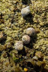 Bigorneau, Littorina littorea