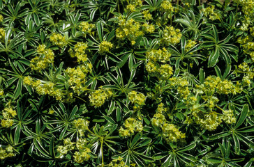 Alchémille des Alpes, Alchemilla alpina