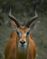 close up of an antelope