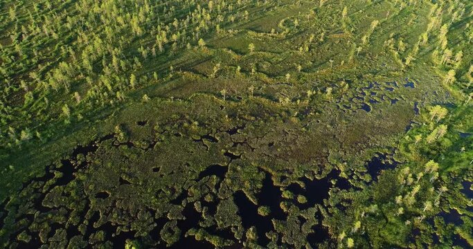 Moving backwards overa Finnish wetland on a summer evening near Kemijärvi, Northern Europe