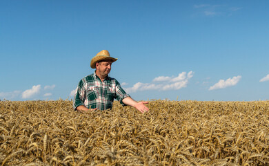 Naklejka na ściany i meble Inspection of wheat by a farmer. Rancher in the field of wheat checks the future harvest