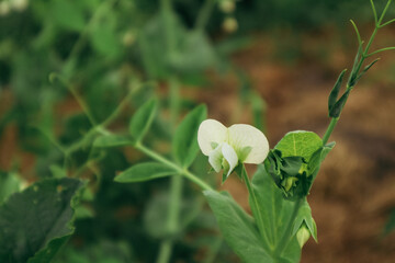 Close-up of pea blossoms. Close up of flowers in the garden, butterfly pea, white butterfly pea.