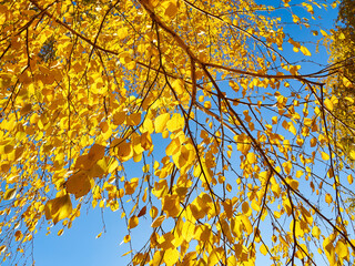 Autumn yellow leaves as nature background.
