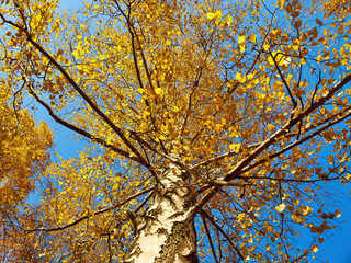 autumn park with red and yellow leaves fallen from tree