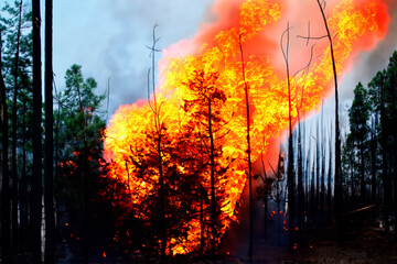Wildfire. Wildfire in Greece. Forest fire. Forest fire in progress. Fire. Large flames. Maui. British Columbia. Canada. Athens. Evros. Parnitha. Dadia. Alexandroupolis. Rodopi. Mount Parnitha. Andros.