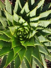 Close up of  Wild Aloe Vera