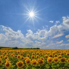 Obraz premium golden sunflowers field at the hot summer sunny day, rural agricultural scebn