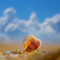 closeup empty marine shell on sandy sea beach