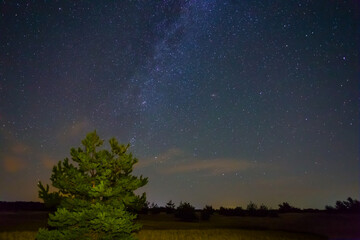 alone fir tree among prairie under starry sky, beautiful outdoor night landscape