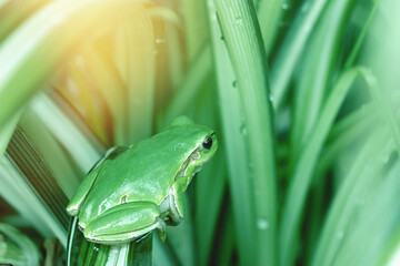 Small frog, green frog hides in the natural habitat,
green tree frog on the grass in the morning - 624753846