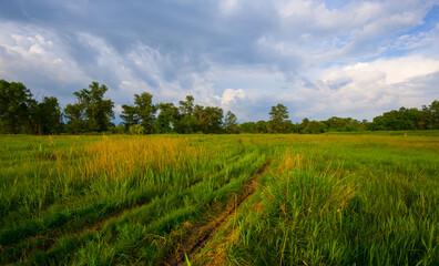 green forest glade with ground road at summer day