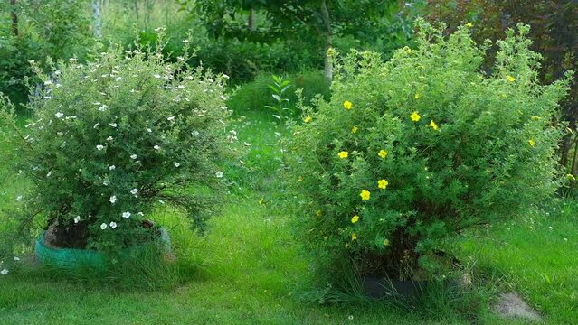 Dasiphora fruticosa blooming bush in the cottage garden landscape. Landscaping of the city park, alley. Potentilla. Shrubby cinquefoil, golden hardhack, cinquefoil, five-finger. Widdy and kuril tea.