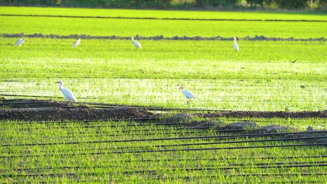 Cattle egret, Bubulcus ibis birds are hunting in the rice field in sunny day