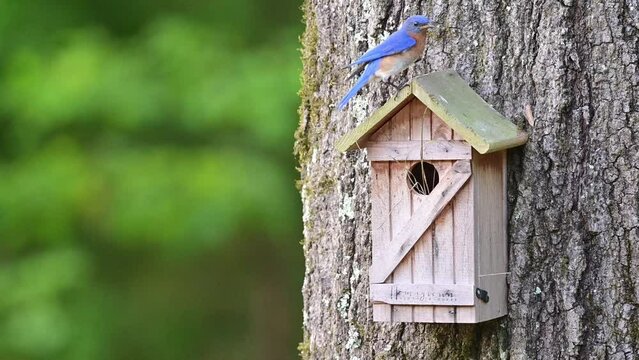 Male and Female Eastern Bluebird building nest in a nest box 