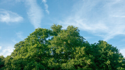Copa redondeada de árbol de hojas verdes bajo cielo azul