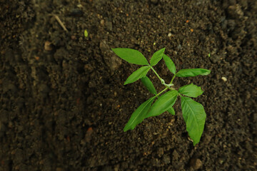 Green seedling growing in soil, closeup. Organic farming concept