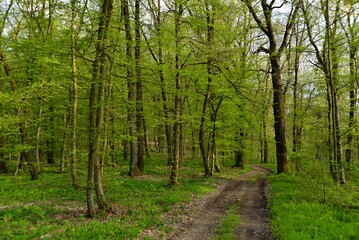 Fototapeta na wymiar Beech forest path in the early spring days