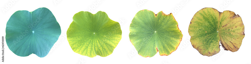 Canvas Prints young waterlily or lotus leaf isolated on white background with clipping paths.