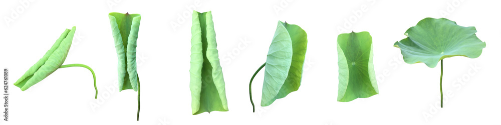 Canvas Prints young waterlily or lotus leaf isolated on white background with clipping paths.