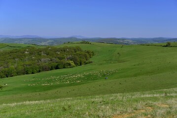 Fototapeta na wymiar Flock of sheep in the hills of Transylvania
