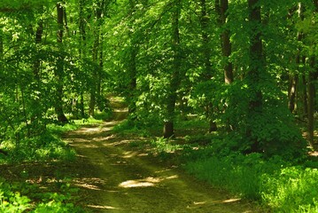 Fototapeta na wymiar Beech forest path in green