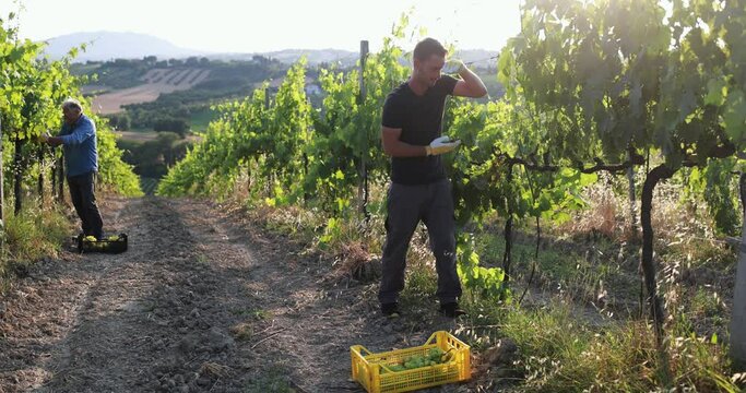 Multigenerational workers collecting grapes for oganic wine production 