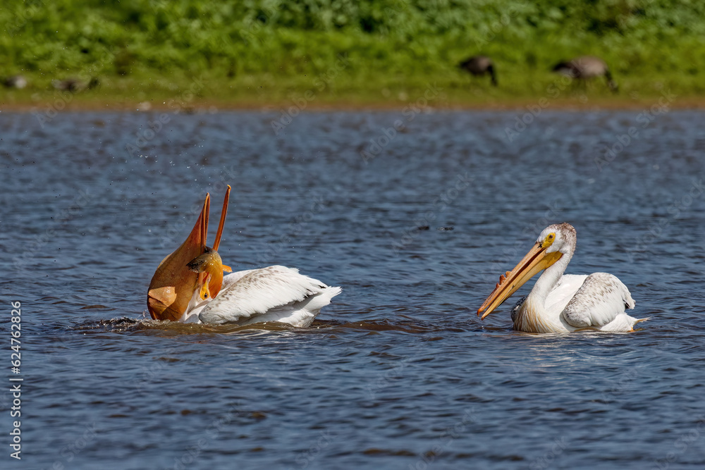 Poster The  American white pelican (Pelecanus erythrorhynchos) on the hunt