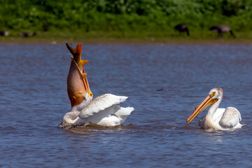 The  American white pelican (Pelecanus erythrorhynchos) on the hunt