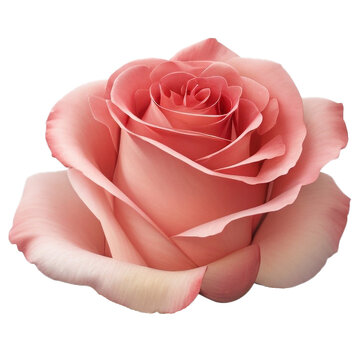 a single beautiful rose flower with colorful such as pink and red  closeup or macro on transparent png file by  AI generated 