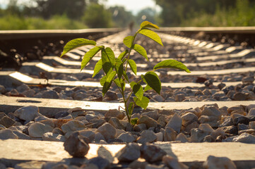 A walnut tree grows out of gravel on a railroad track