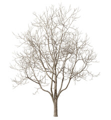 Dry tree without leafs cut-out backgrounds 3d illustrations png