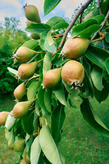 Pears growing in an orchard of Kapp, Toten, Norway.