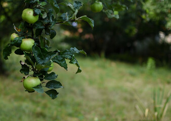 apples on a branch