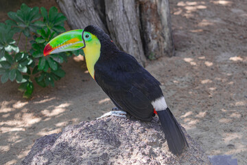 keel-billed toucan, (Ramphastos sulfuratus), on a rock