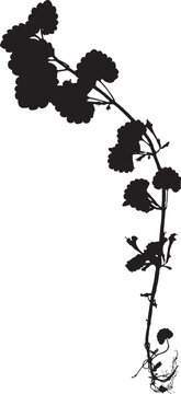 Gundermann Silhouette, Vektor Zeichnung