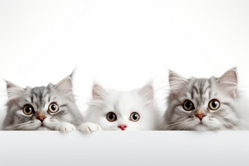 three cats on white plain background 