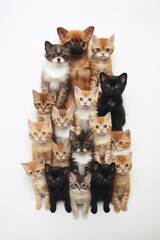 vertical cute a lot of cats and dog on a plain white background