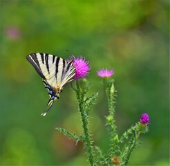 butterfly on a flower