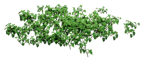 3D Rendering Monstera Monkey Mask Plants on White