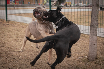 frame in motion. Two Cane Corsos are playing outdoors. Large dog breeds. Italian dog Cane Corso.