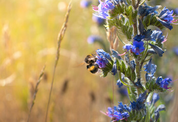 A bee collects honey on summer flowers on a bright sunny day. Summer bright background. Selective focus, blurred background