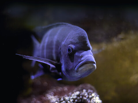 Fish Steatocranus casuarius underwater . Selective focus, blurred background