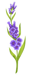Obraz na płótnie Canvas Purple flower with green leaves, blooming flora vector