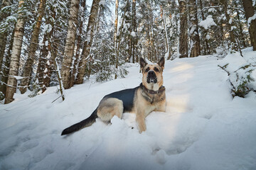 Dog German Shepherd outdoors in the forest in a winter day. Russian guard dog Eastern European Shepherd in nature on the snow and white trees covered snow